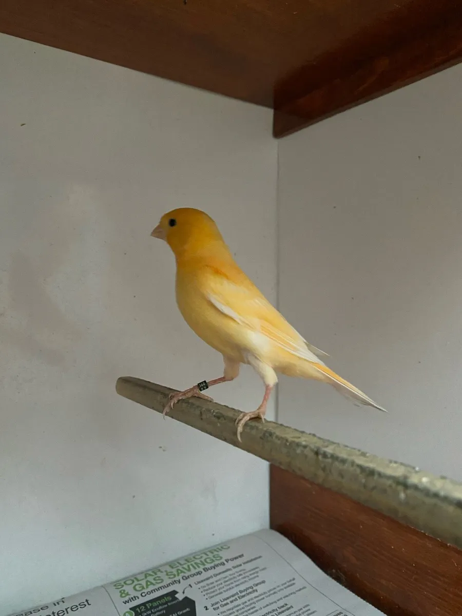 Mosaic Canaries - Image 4