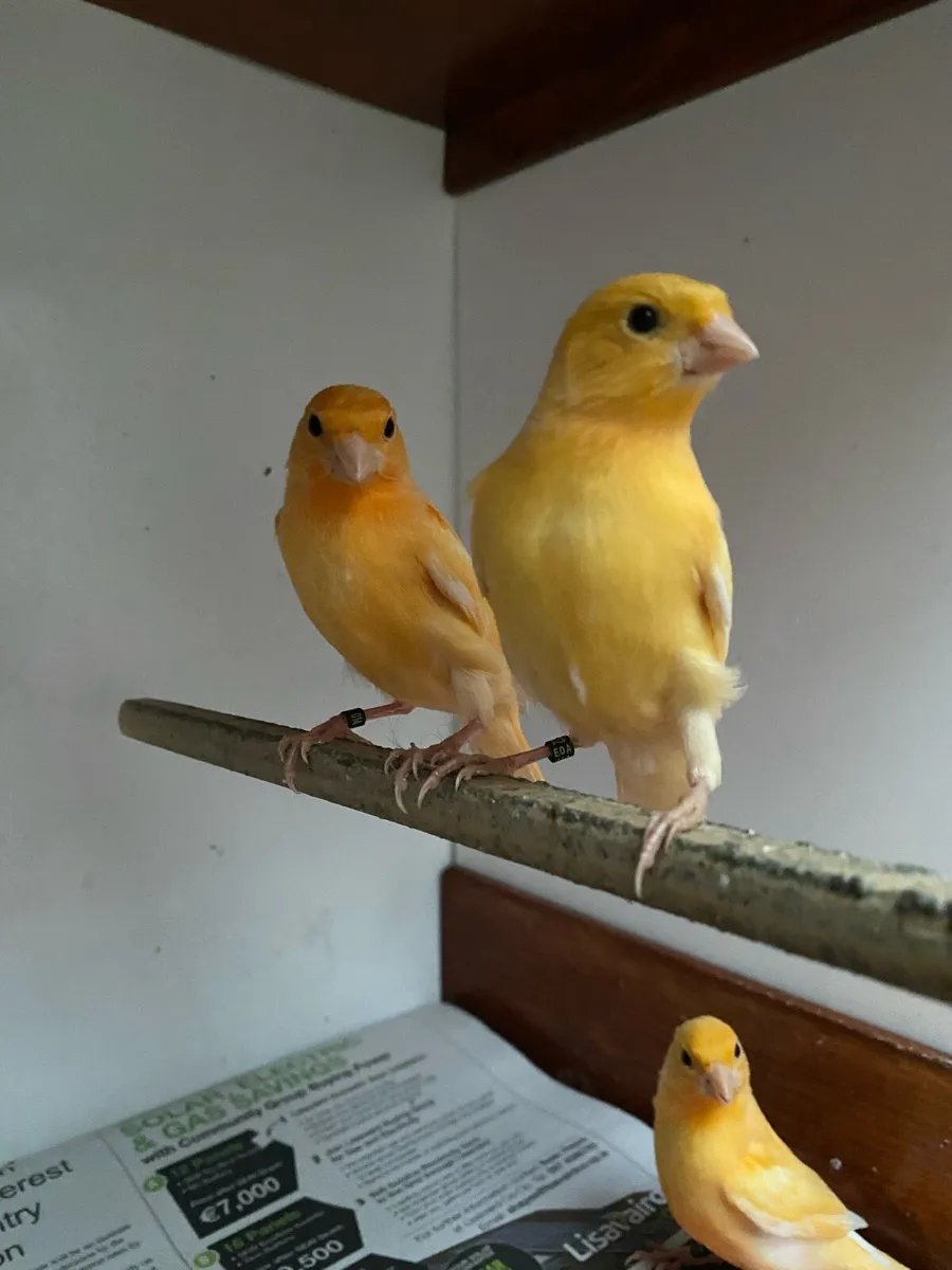 Mosaic Canaries - Image 2