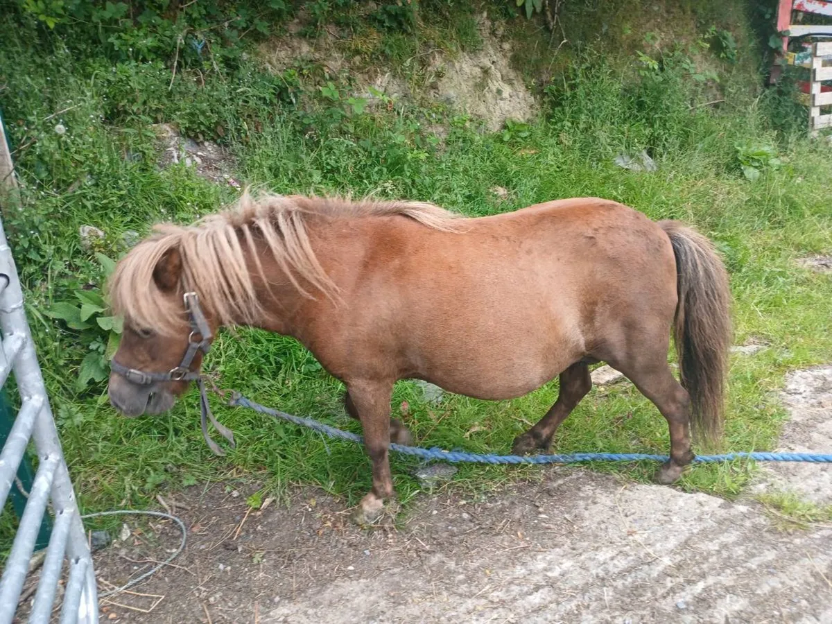 Mare 6 year old miniature - Image 1