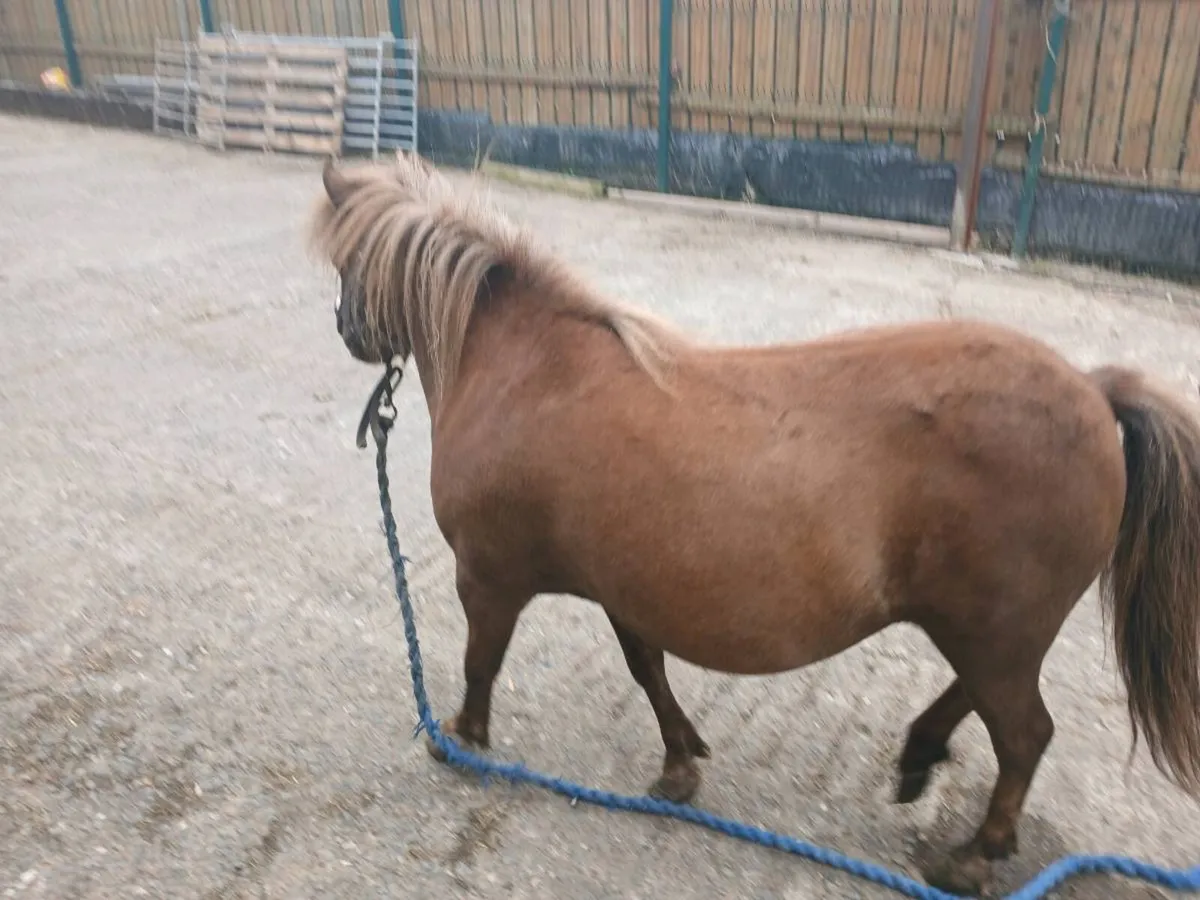Mare 6 year old miniature - Image 2