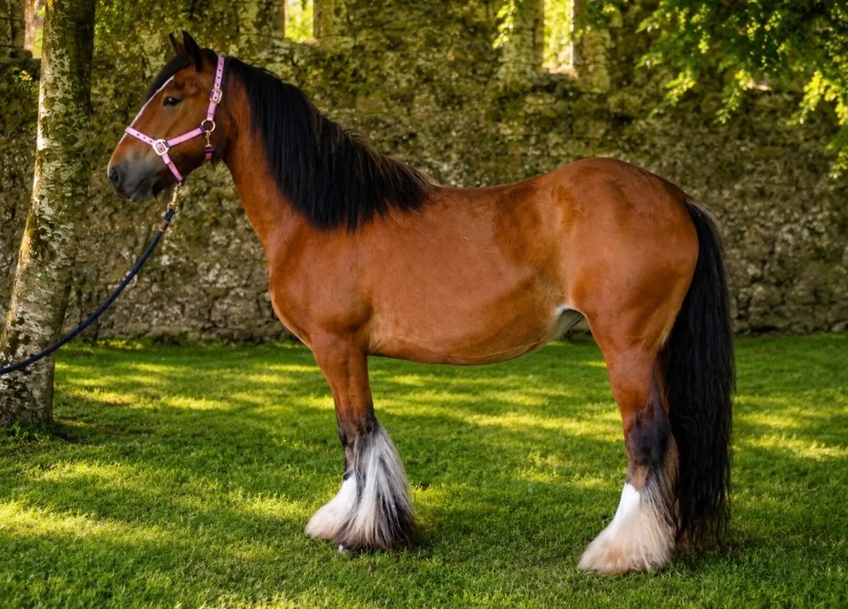 Proper cob for sale - Image 1