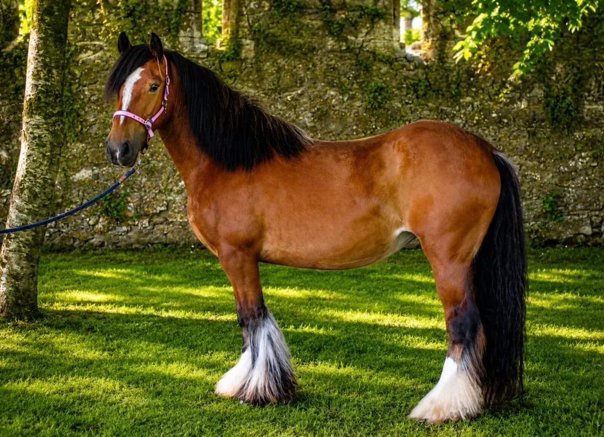 Proper cob for sale - Image 2