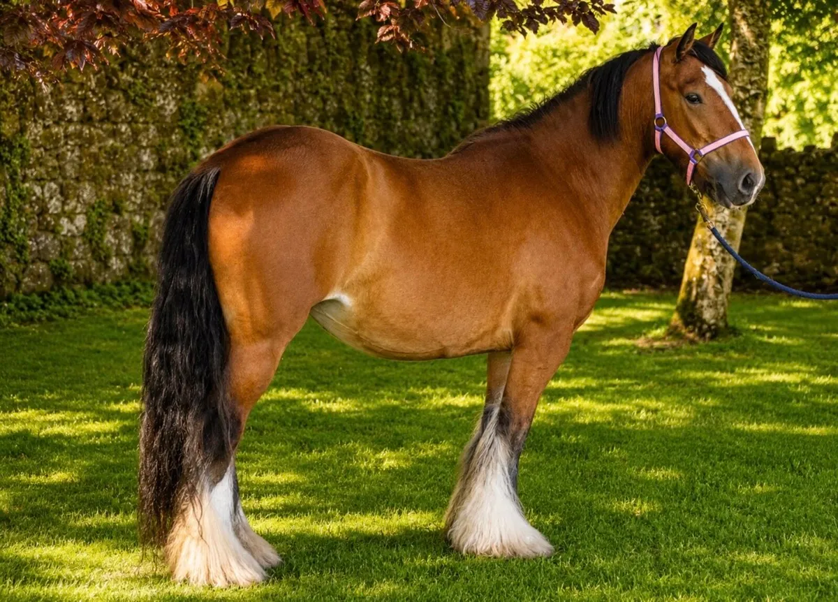 Proper cob for sale - Image 3