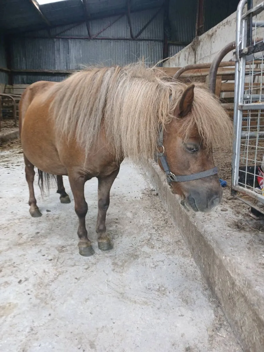 Mare 6 year old miniature - Image 4