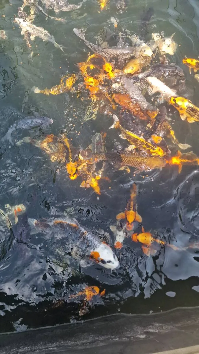 Japanese Koi - Image 2