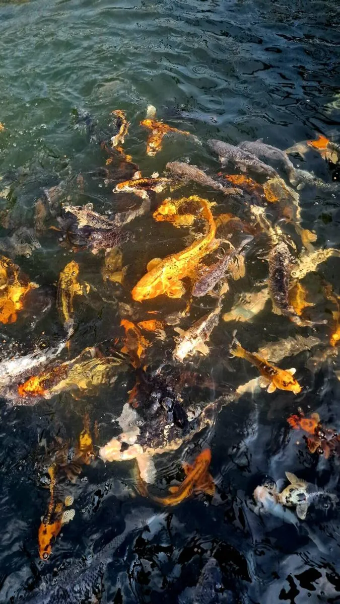 Japanese Koi - Image 1