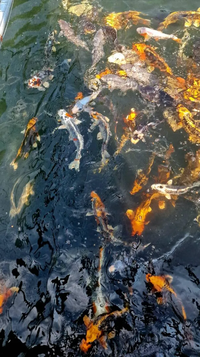 Japanese Koi - Image 3