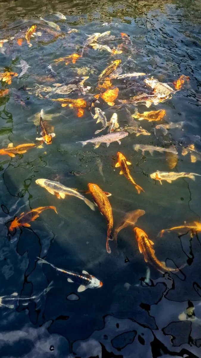 Japanese Koi - Image 4