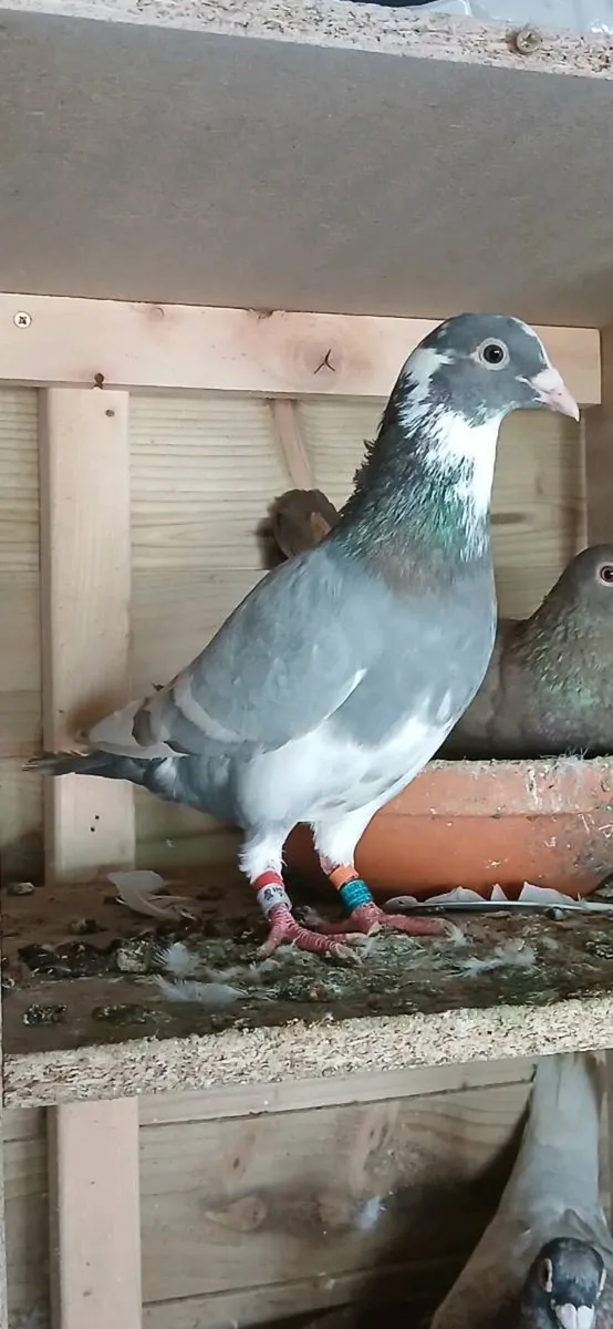 Coloured racing pigeons - Image 4