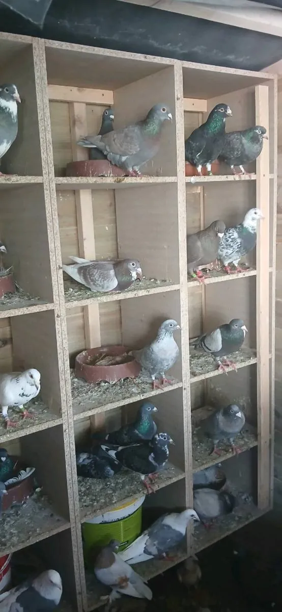 Coloured racing pigeons - Image 1