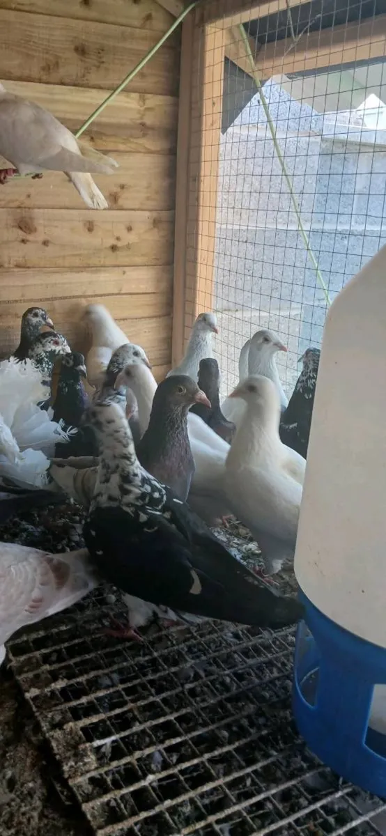 Coloured racing pigeons - Image 2