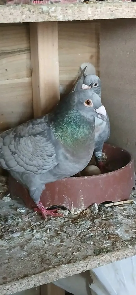Coloured racing pigeons - Image 3