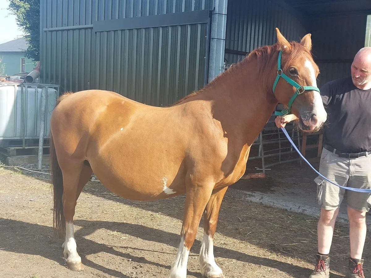 In foal cob mare for sale - Image 2