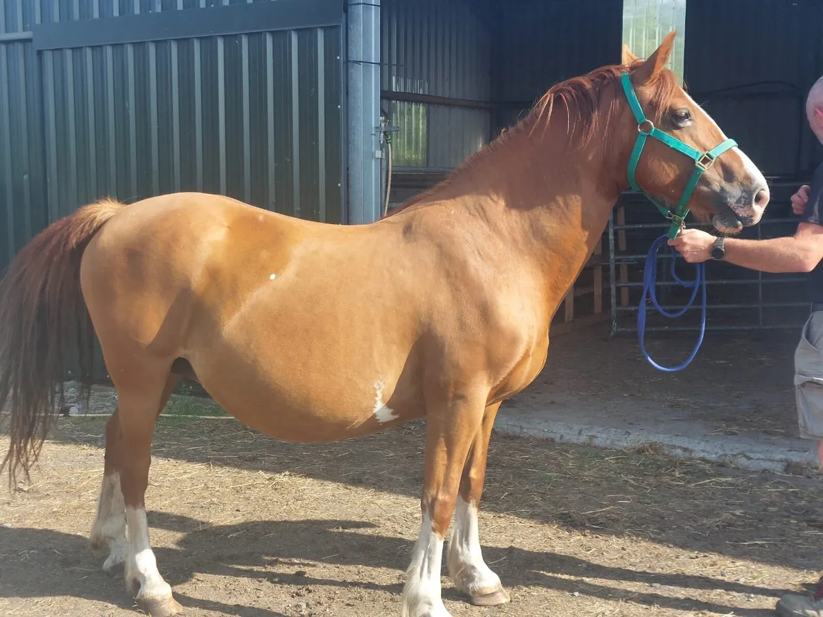 In foal cob mare for sale - Image 3