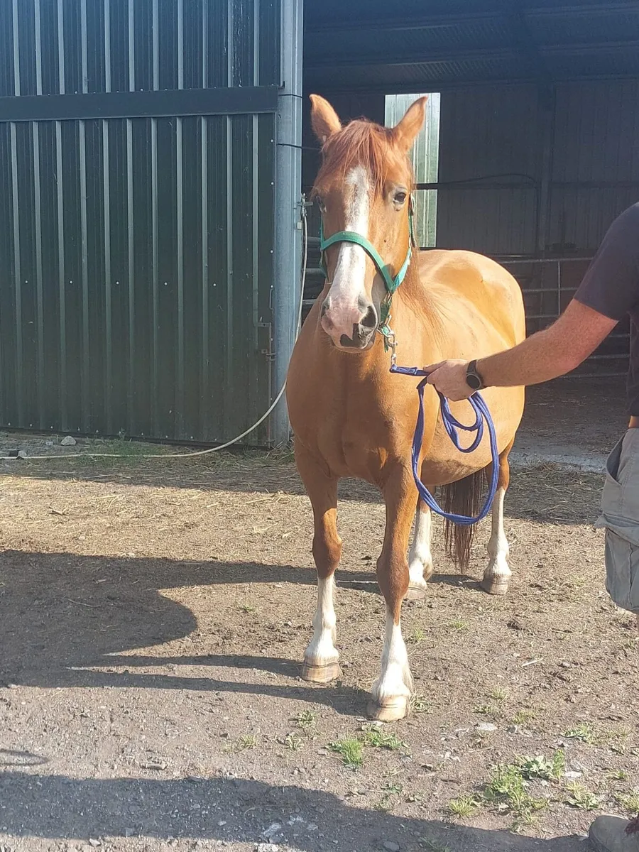 In foal cob mare for sale - Image 4
