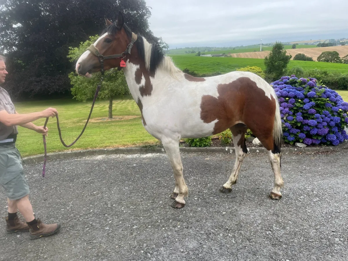horse - Image 3