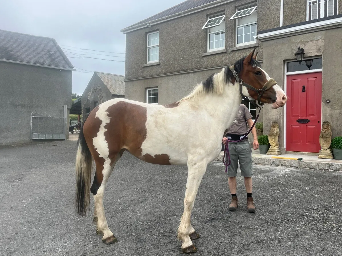 horse - Image 2