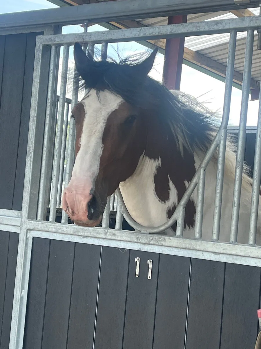 horse - Image 4