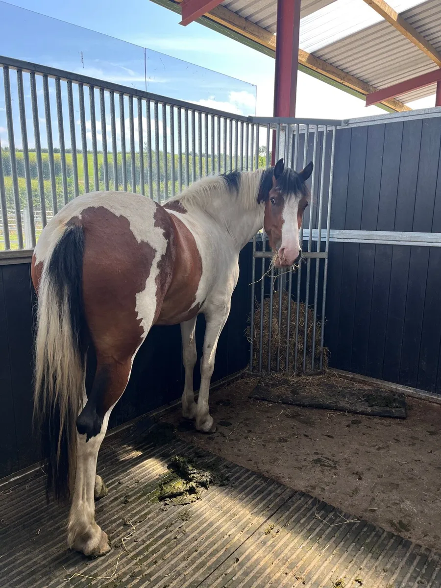 Irish sport horse / all rounder - Image 4