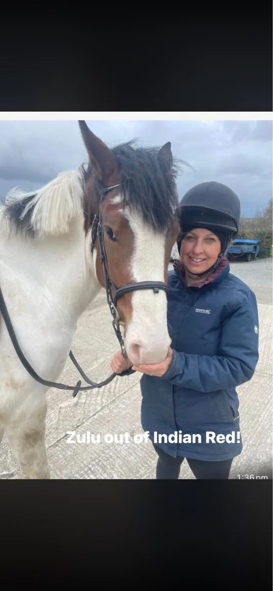 Irish sport horse / all rounder - Image 1