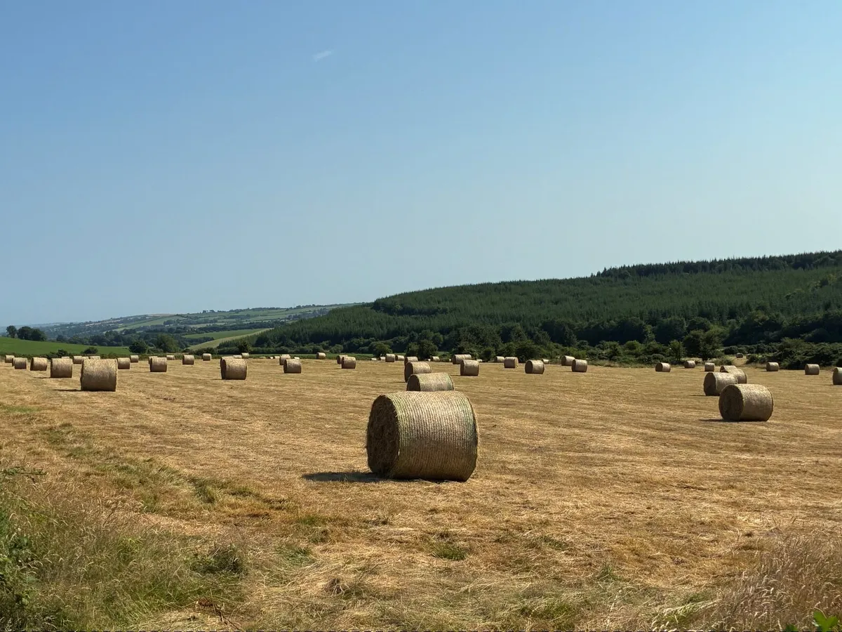 Hay - Image 1