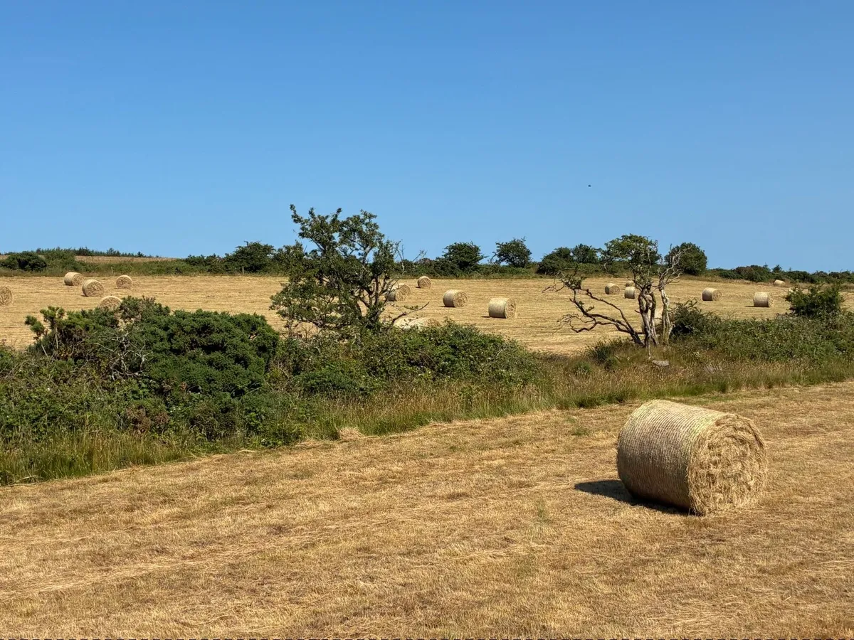 Hay - Image 2