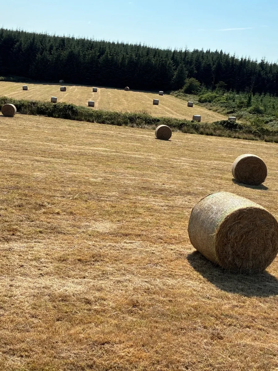 Hay - Image 3