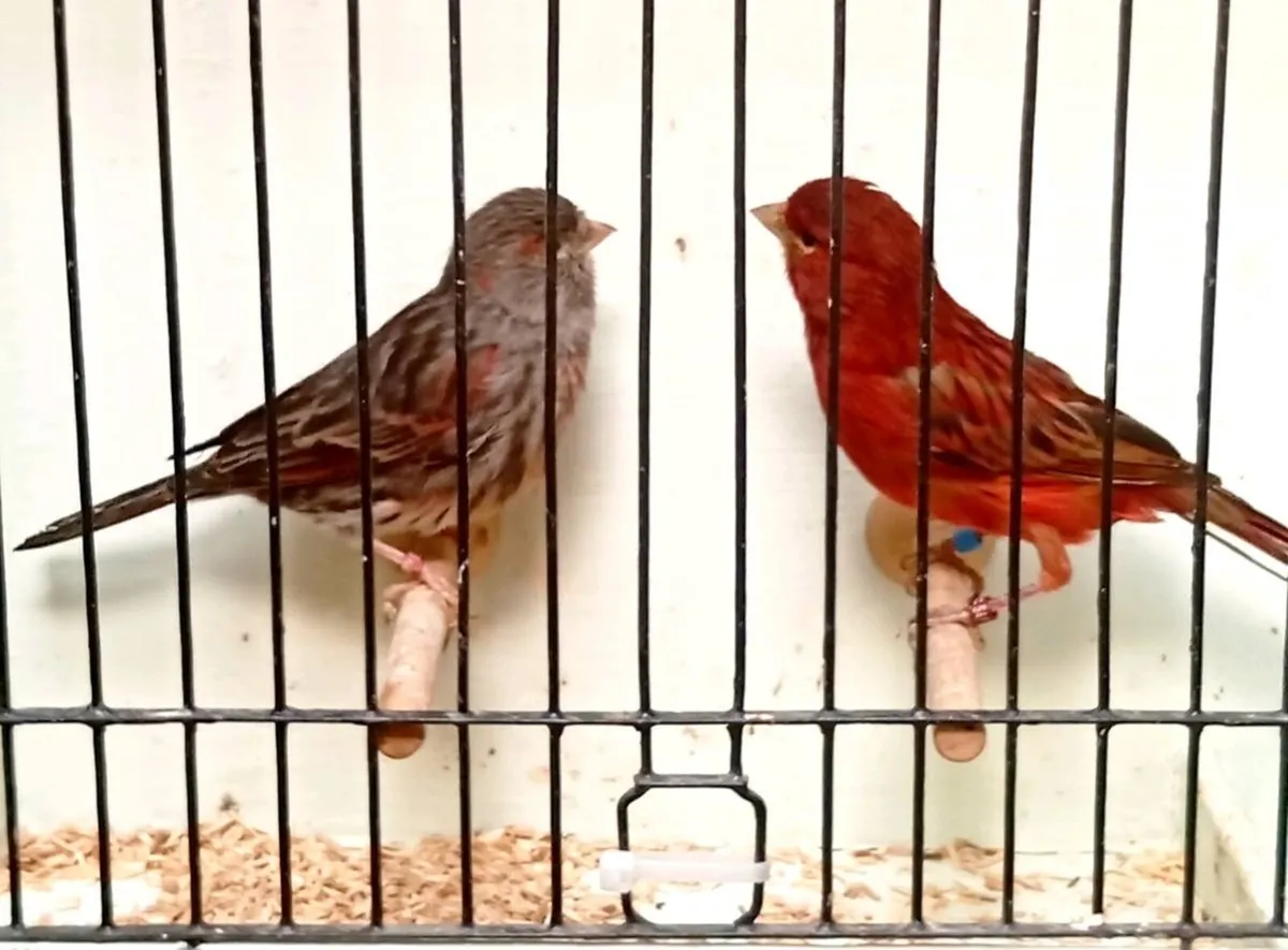 Pair of norwich and pair of red blacks - Image 1