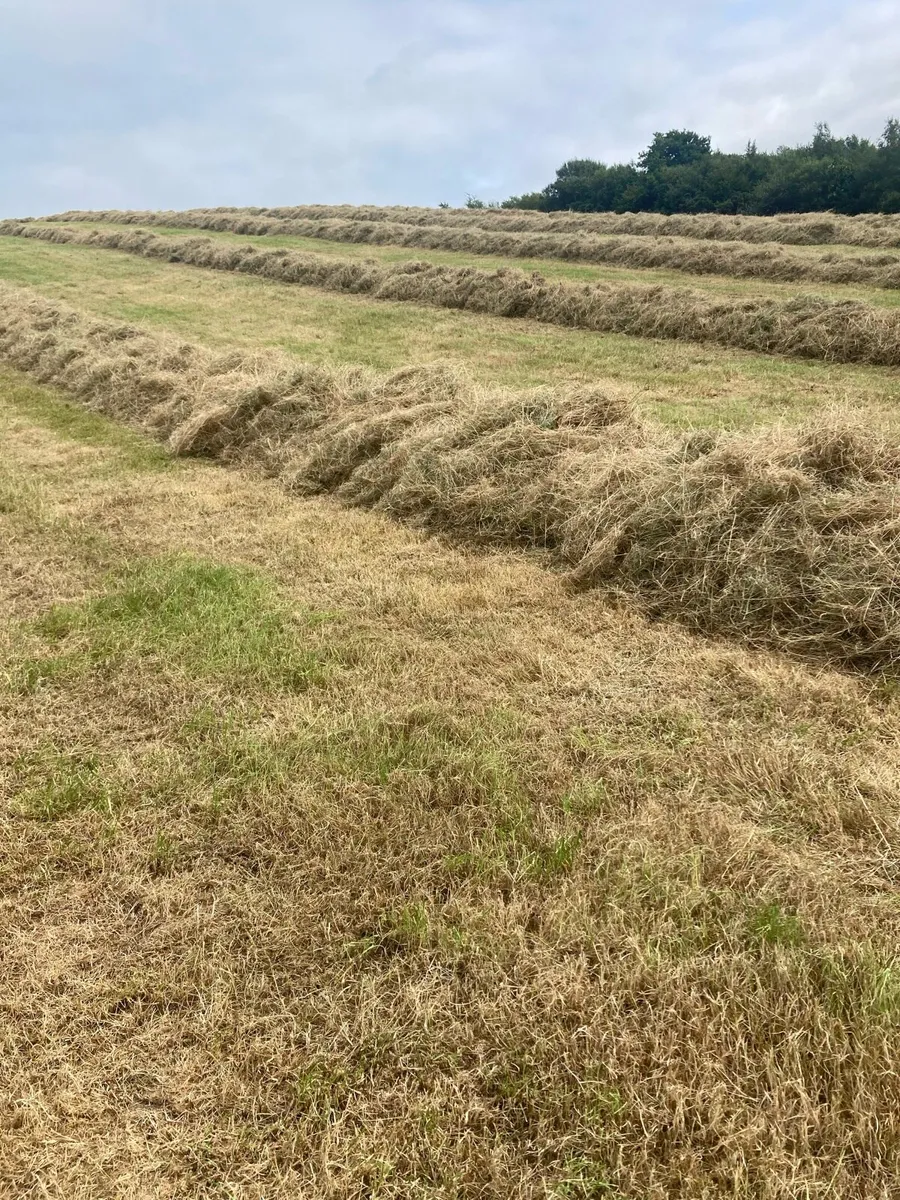 Hay - Image 1