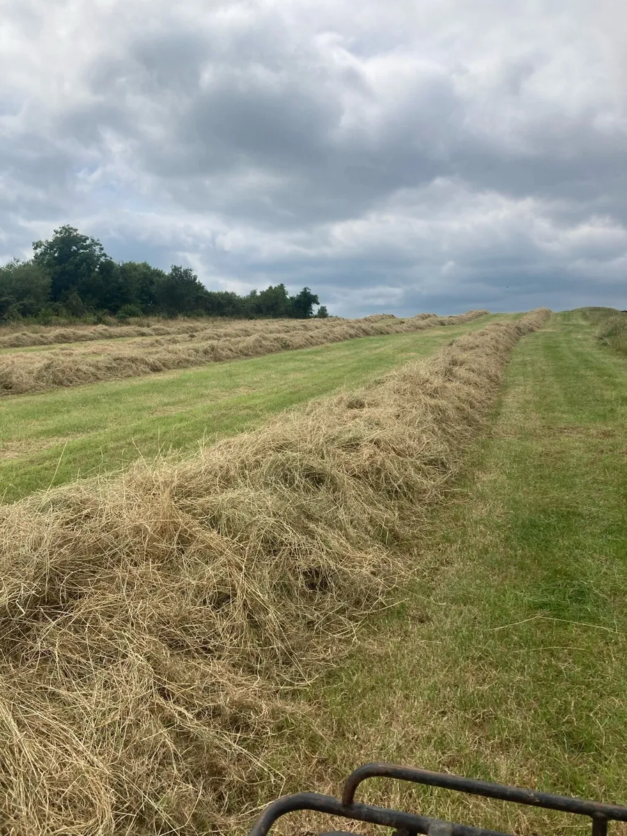 Hay - Image 2