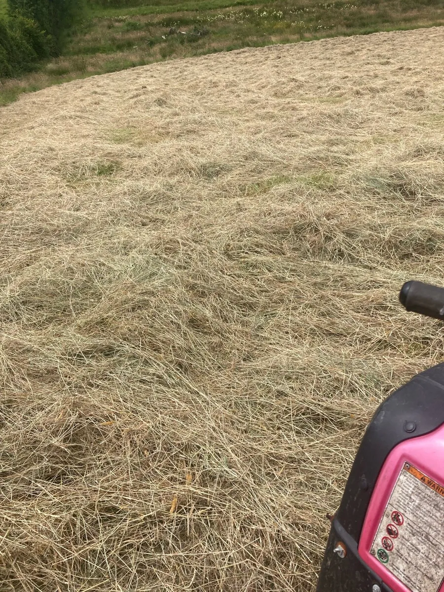 Hay - Image 3