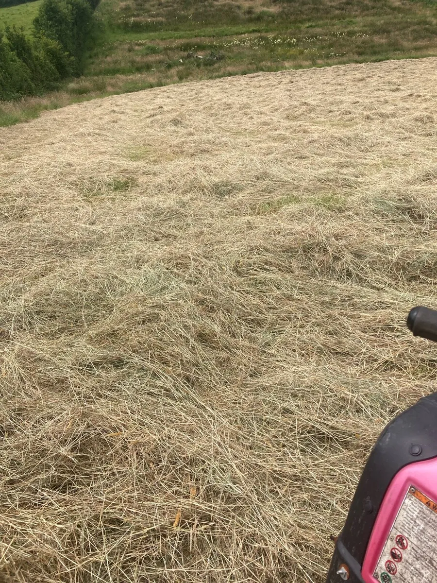 Hay - Image 4