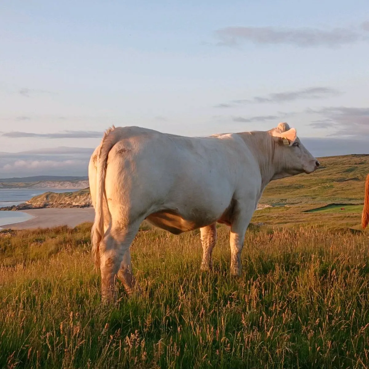 Pedigree Charolais Heifer - Image 1