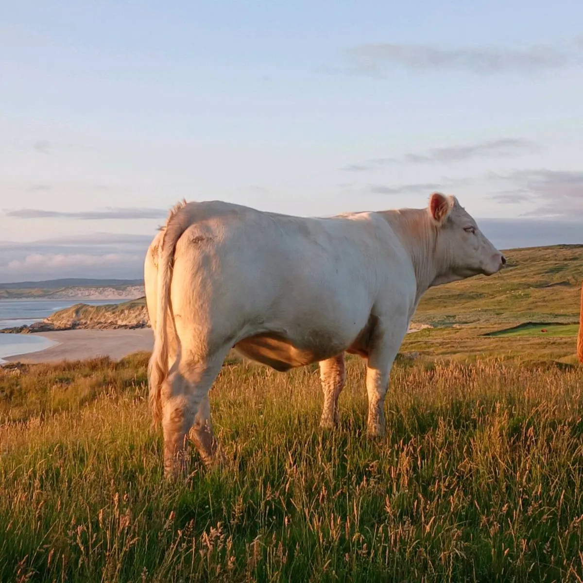 Pedigree Charolais Heifer - Image 2