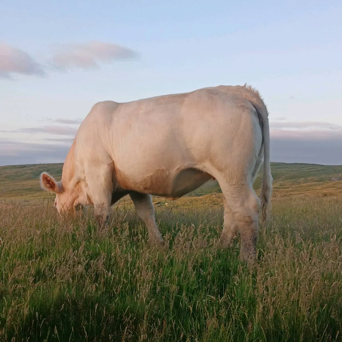 Pedigree Charolais Heifer - Image 3