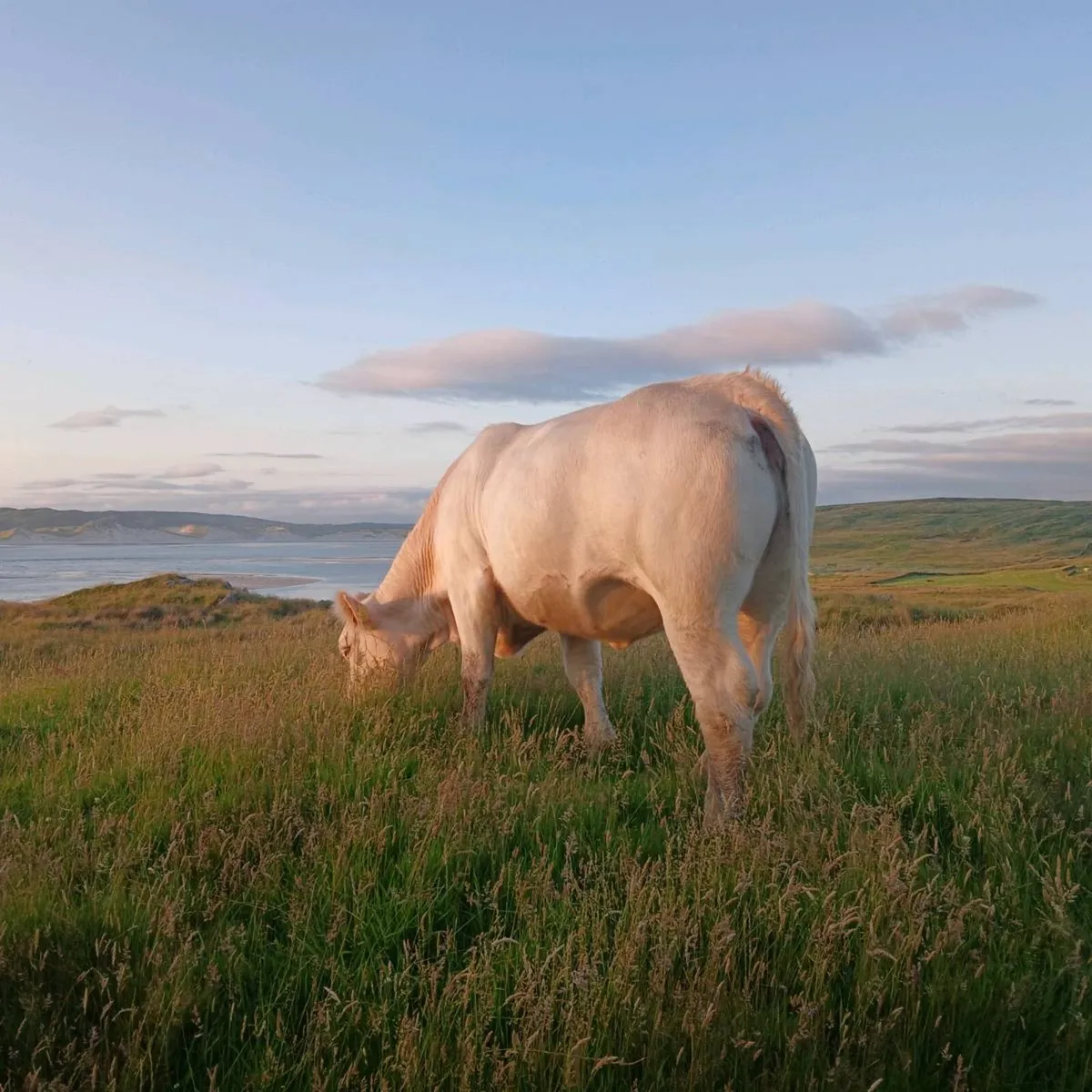 Pedigree Charolais Heifer - Image 4