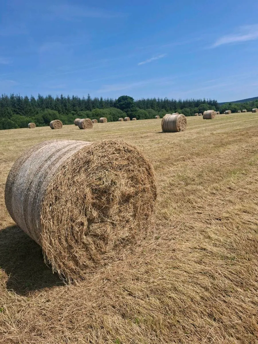 Hay bales - Image 1