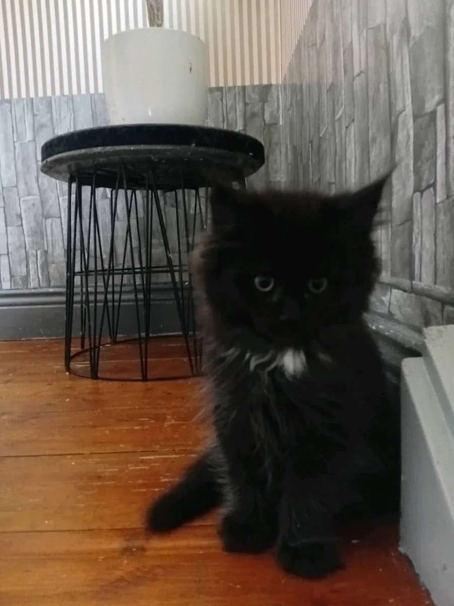 Maine coon × Ragdoll kittens - Image 2