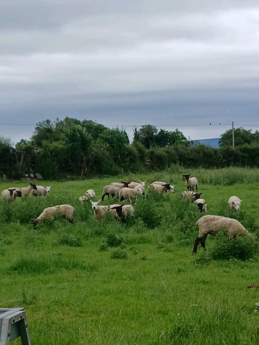 Sheep - Image 1