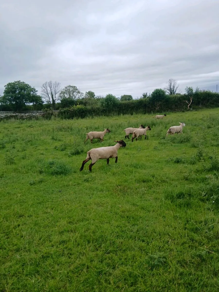 Sheep - Image 4