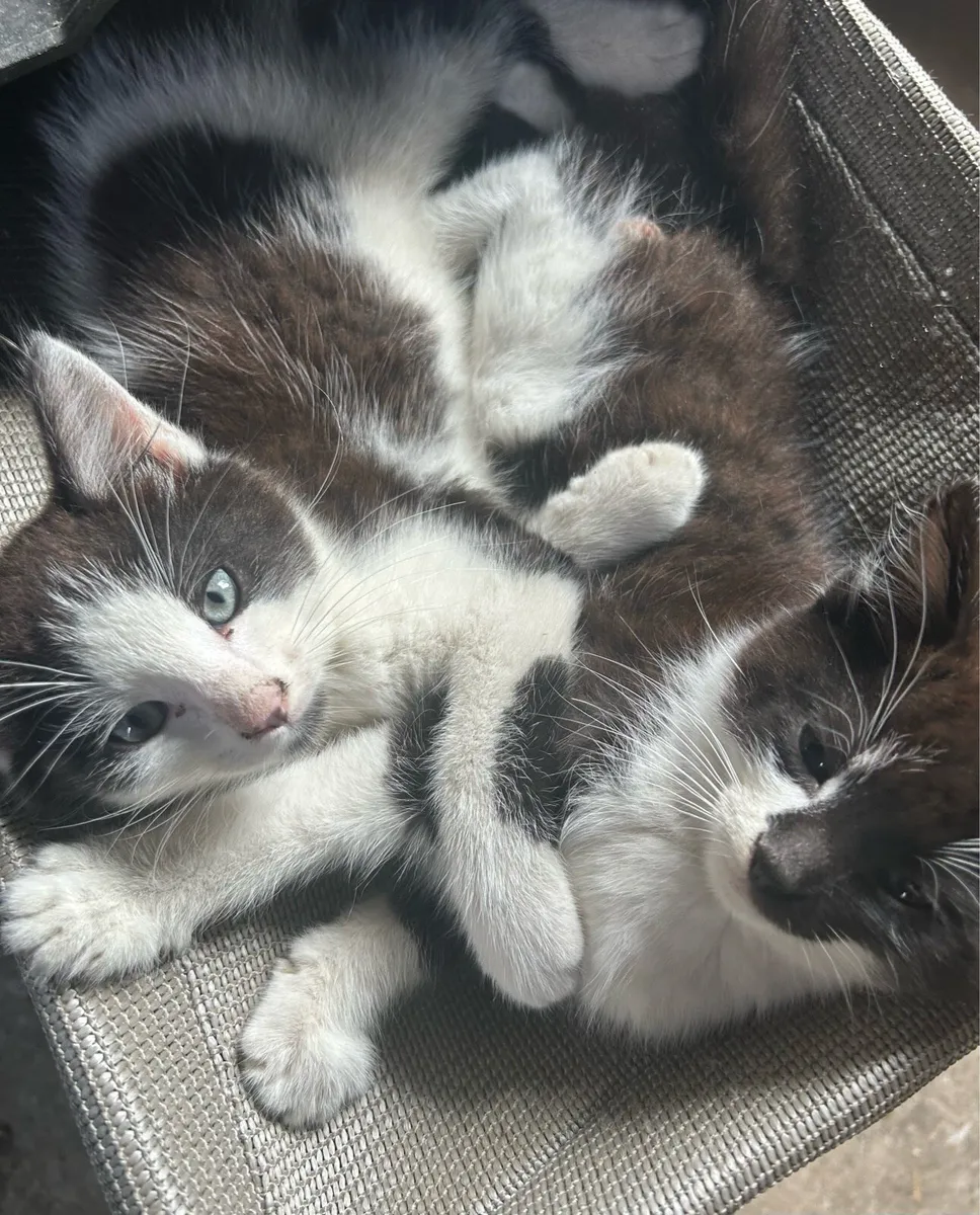 Gorgeous Kittens * delivery available* - Image 1