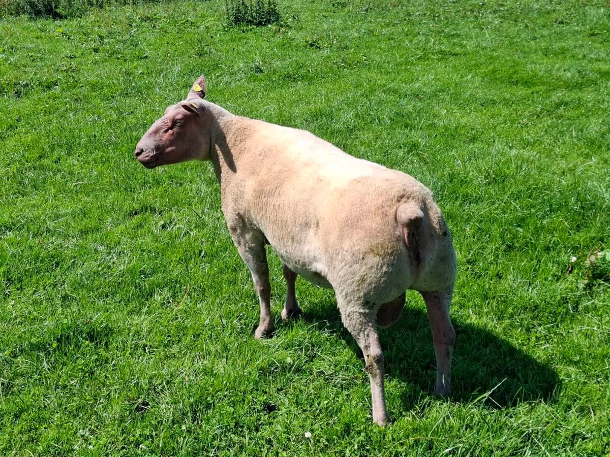 Rouge ram - Image 2