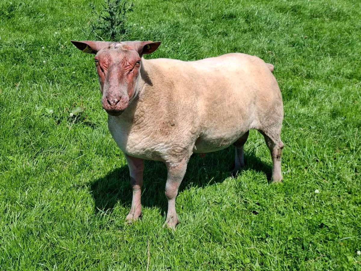 Rouge ram - Image 3