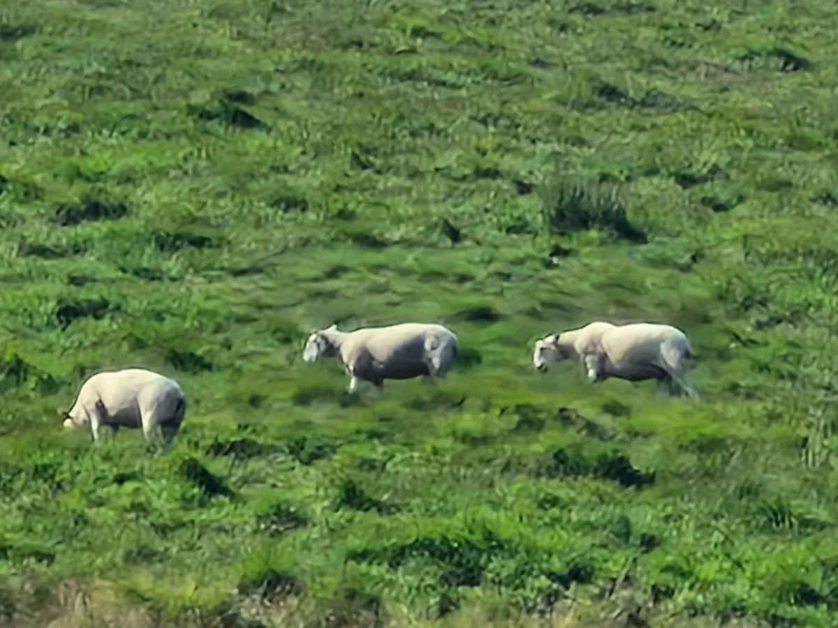 Hoggets - Image 3