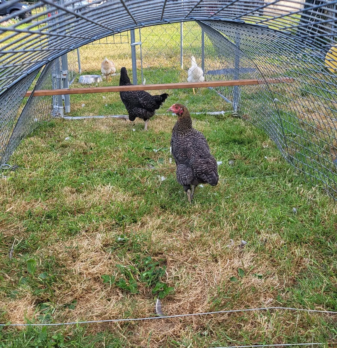 Point of laying Hens.  An silkie chicks - Image 1
