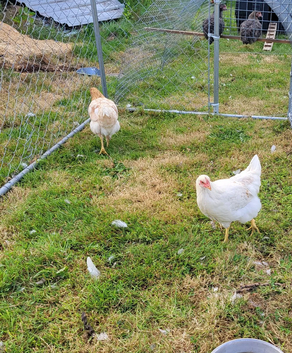 Point of laying Hens.  An silkie chicks - Image 3