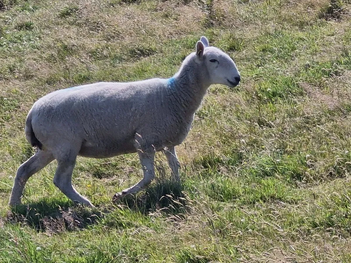Hoggets - Image 4