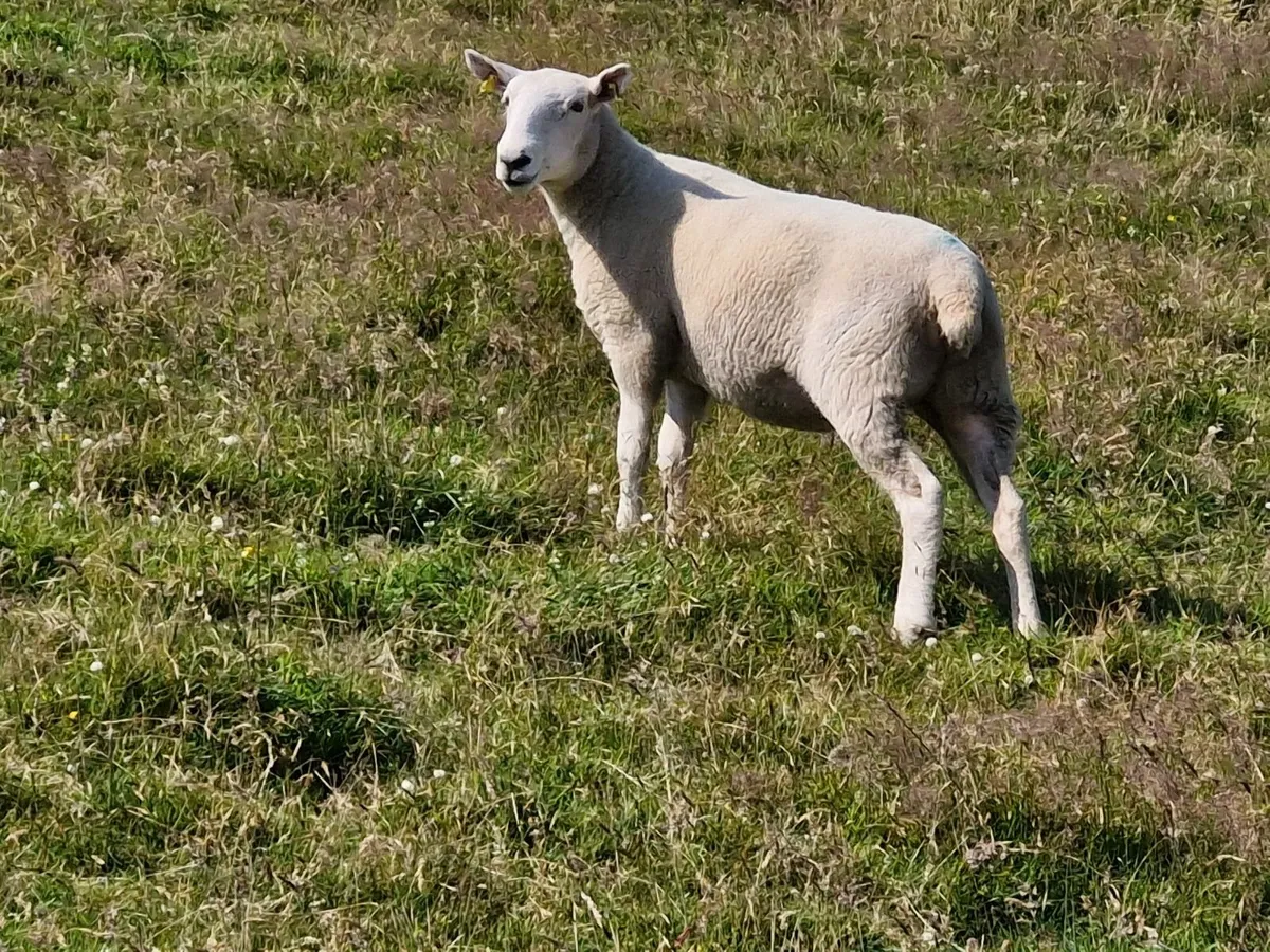 Hoggets - Image 2