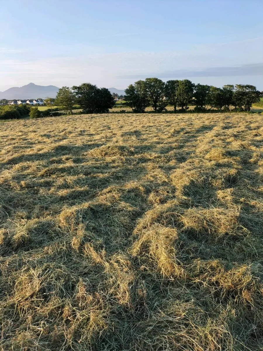 Hay for sale