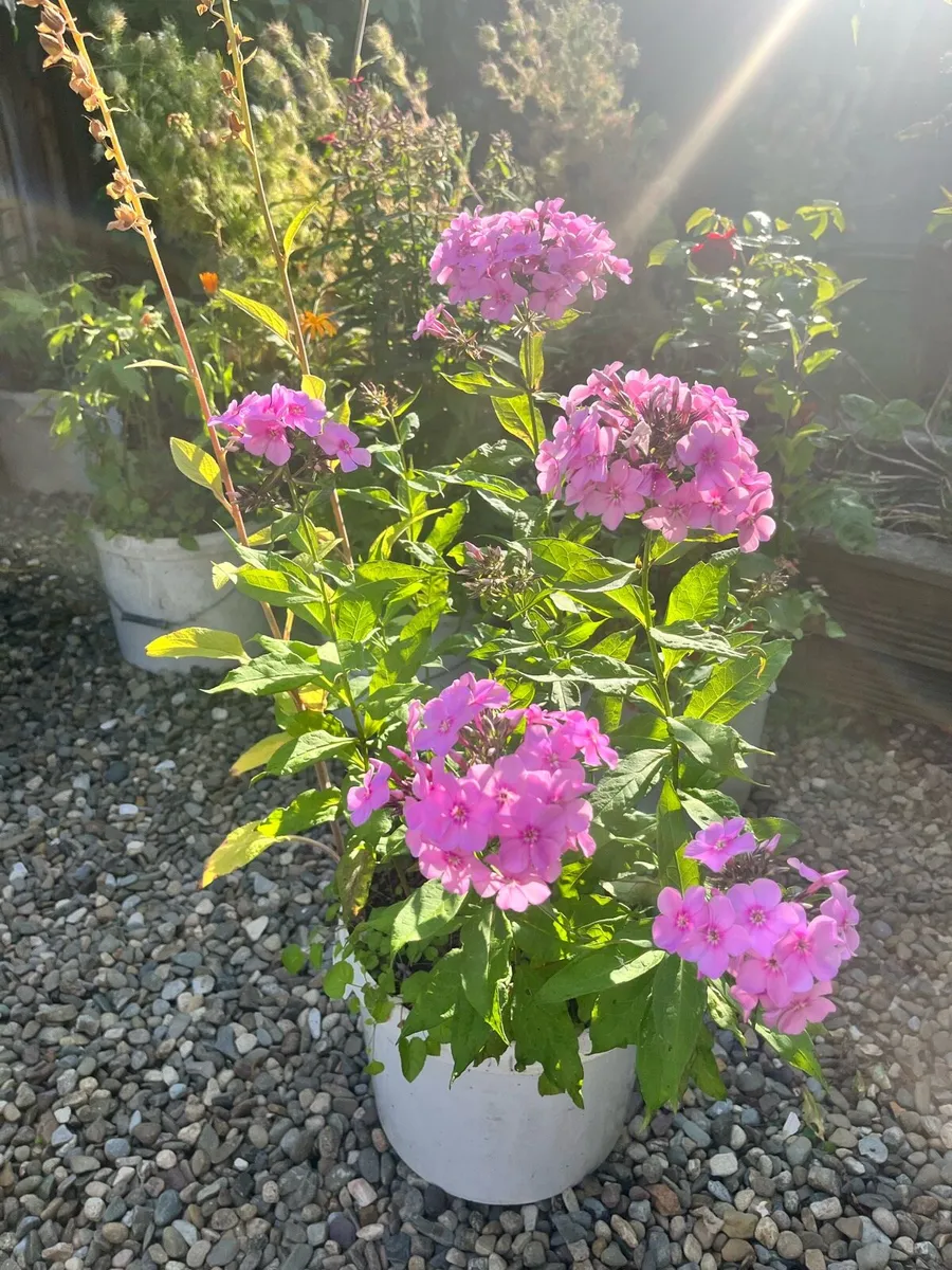 Garden Phlox (Phlox paniculata)in the bucket - Image 1